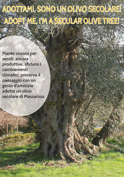 Adotta un olivo secolare di Massarosa